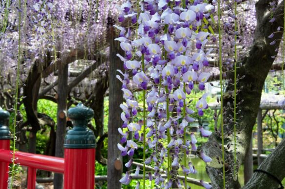 wisteria tokyo