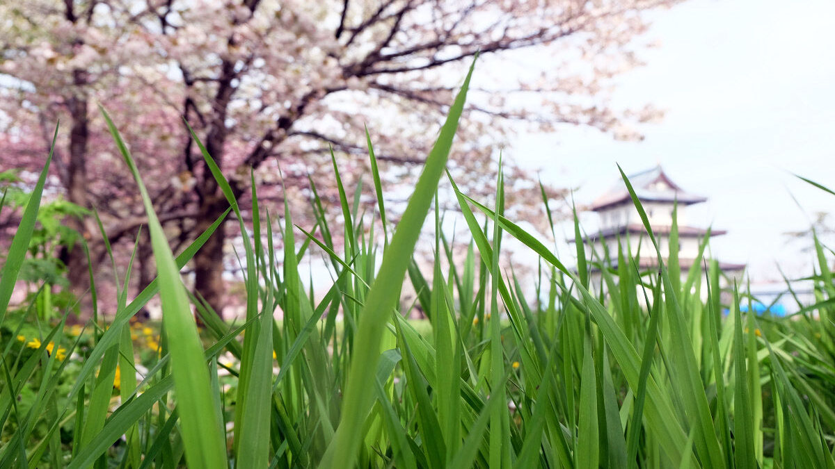 Японский интернет-сленг: “трава” – это весело!